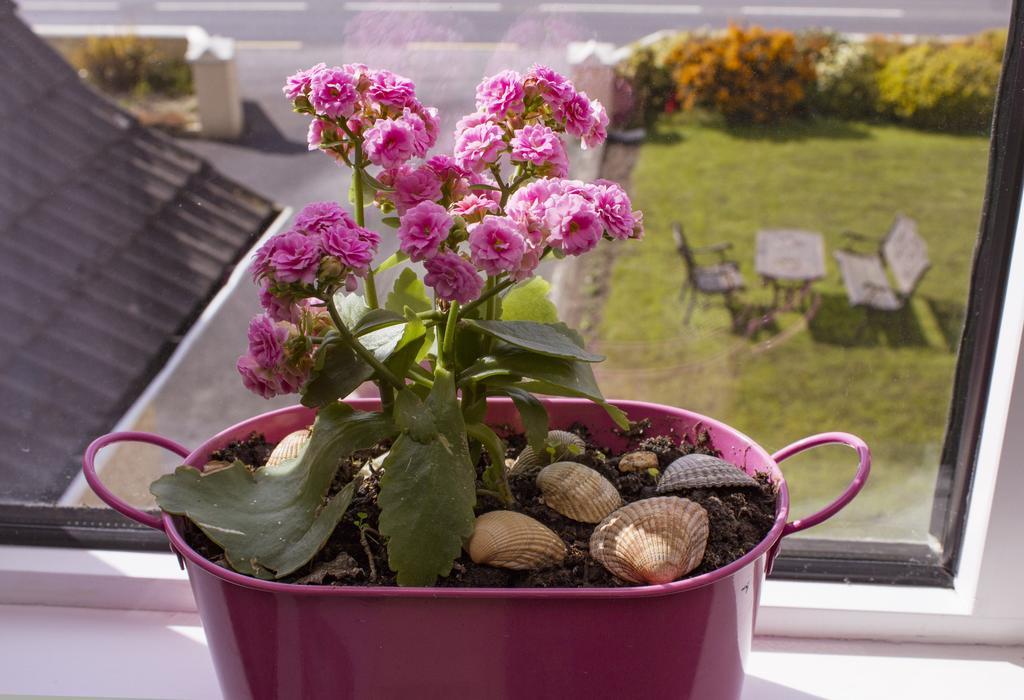 Bed and Breakfast Eagle Heights Enniscrone Zewnętrze zdjęcie